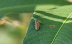 Lixus scrobicollis
