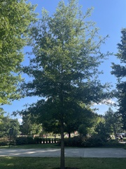 Quercus phellos