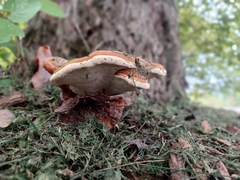Ganoderma resinaceum