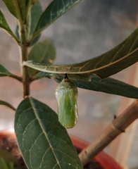 Danaus erippus