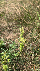 Reseda lutea