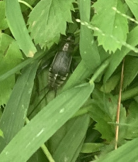 Gryllus
