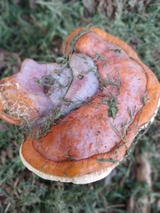Ganoderma resinaceum