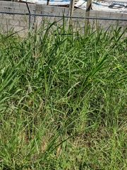 Sorghum halepense