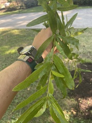 Quercus phellos