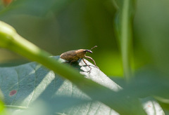 Lixus scrobicollis