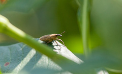 Lixus scrobicollis