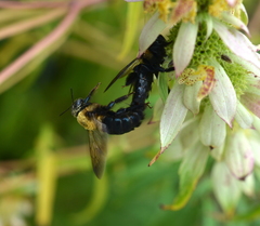 Xylocopa virginica virginica