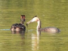 Podiceps cristatus