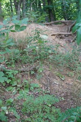 Silphiodaucus hispidus