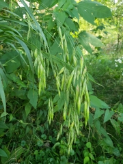 Bromus