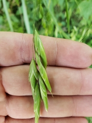 Bromus