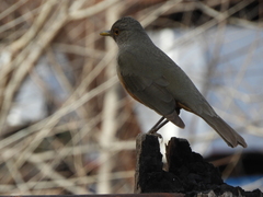 Turdus rufiventris