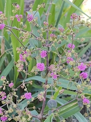 Boerhavia coccinea