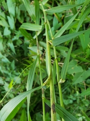 Bromus