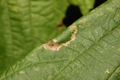 Phyllonorycter nicellii