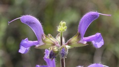 Salvia pratensis haematodes