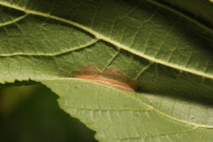 Phyllonorycter nicellii