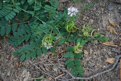 Astragalus glycyphyllos