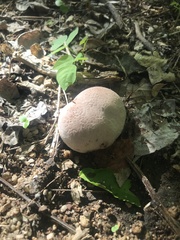 Calvatia