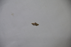 Anageshna primordialis