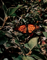 Danaus erippus