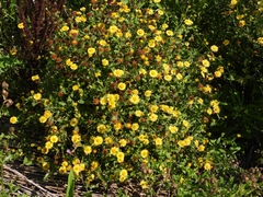 Pulicaria dysenterica