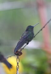 Saucerottia cyanifrons