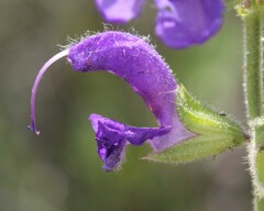 Salvia pratensis haematodes