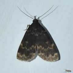 Idia lubricalis