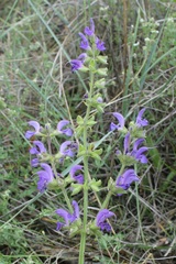 Salvia pratensis haematodes