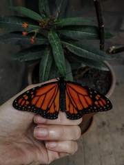 Danaus erippus