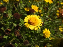 Pulicaria dysenterica