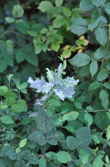 Erysiphe alphitoides