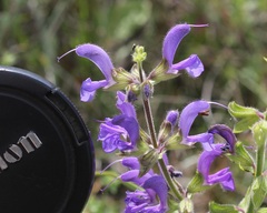 Salvia pratensis haematodes