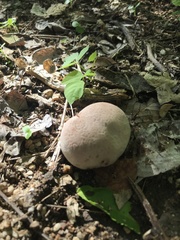 Calvatia