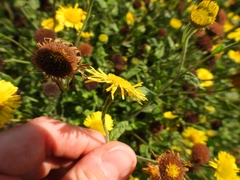 Pulicaria dysenterica
