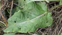 Salvia pratensis haematodes