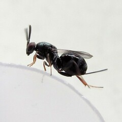 Torymidae