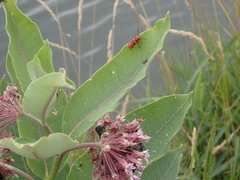Tetraopes tetrophthalmus