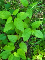 Cornus sericea