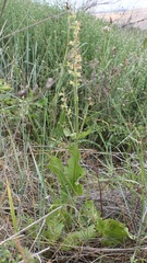 Salvia pratensis haematodes
