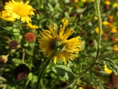 Pulicaria dysenterica