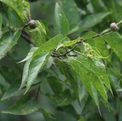 Celtis occidentalis