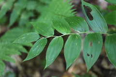 Streptopus lanceolatus
