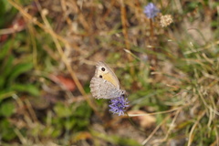 Hyponephele lycaon