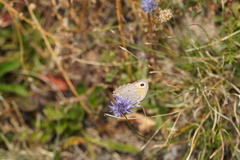 Hyponephele lycaon