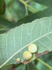Caryomyia