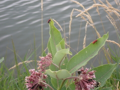 Tetraopes tetrophthalmus