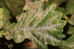 Erysiphe alphitoides